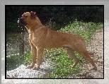 Bullmastiff, p�ot